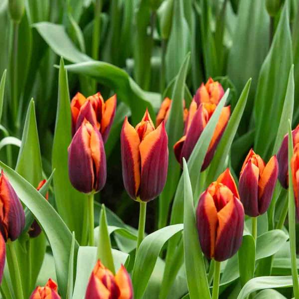 Bulbes à fleurs à planter à l'automne - Tulipe Slawa (x8) - face recto